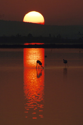 Flamants d'or