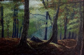 Sous bois de hêtres