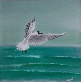 Mouette  rieuse