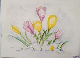 Crocus sous la neige