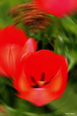 Tourbillon de tulipes
