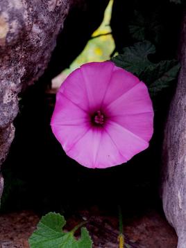 "La belleza de lo sencillo.."