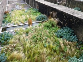 Le petit jardin sur le toit !