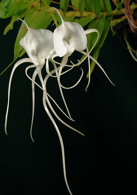 Orchidée de Madagascar