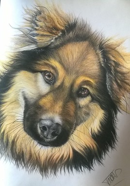 Portrait chien