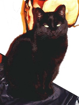 chat au plastique noir