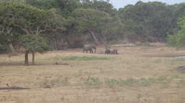 famille éléphants sri Lanka sauvage
