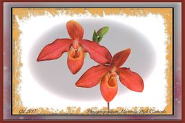 Phragmipedium Memoria Dick Clements - Orchidée