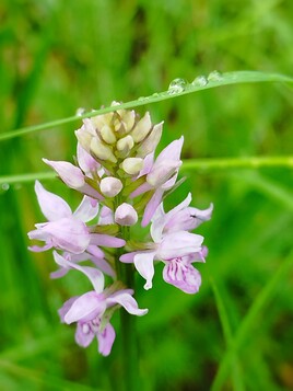orchid&eacute;e de Fuschs