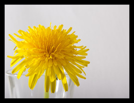 Soleil apprivois&eacute;