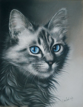 Le Chat aux yeux bleu