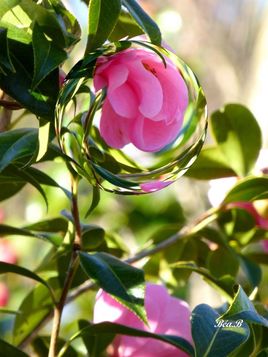 Bulle de fleur rose