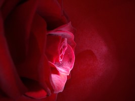 Rouge rose