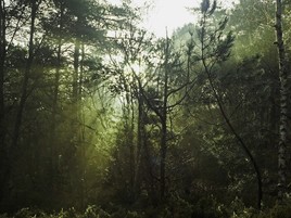 forêt enchantée