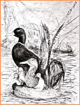 Le canard colvert en famille / Drawing : a mallard duck's family