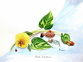 Fruits sauvages d’automne 2/2 - Drawing : Wild fruits of Autumn