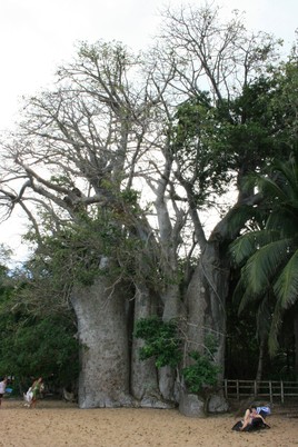 Un géant à Mayotte