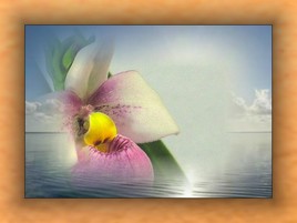 Une orchidée à la Mer!!!