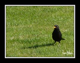 surveillance du merle 2