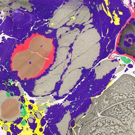 Empreinte de l'Oural