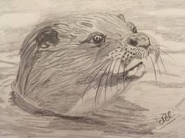 Une loutre dans l'eau