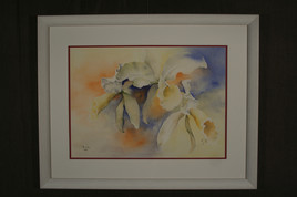 orchid&eacute;e catleya