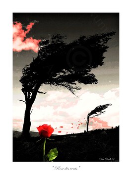 "Rose des vents"