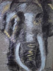 Elephant d'afrique