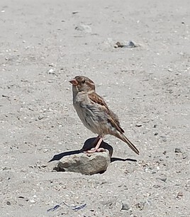 Le Pierrot à la plage