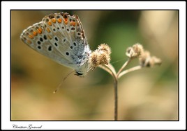 Papillon(2)