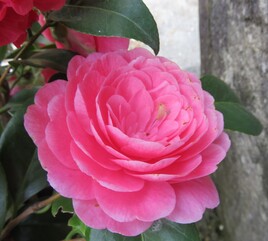 Cam&eacute;lia / Photo Camelia