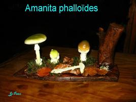 Amanita phalloïdes