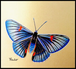 Papillon Necyria bellona whitelyiana / Painting A Necyria bellona whitelyiana swallowtail