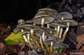Champignon - Myc&egrave;nes