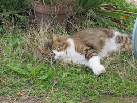 Allong&eacute; sur l'herbe