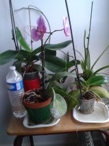 mes orchidées à moi
