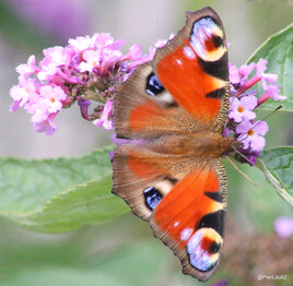 Papillon sur son arbre