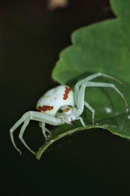 Araignée crabe thomise