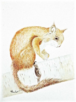 Jeune écureuil roux / Painting : a young red squirell (Sciurus vulgaris)