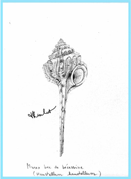 Murex bec de bécassine (Haustellum haustellum) / Drawing A Haustellum haustellum seashell