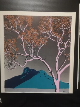 Gommier spectre aux troncs blancs