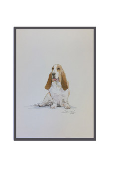 Basset