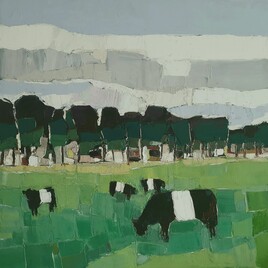 Vaches galloway ceinturées