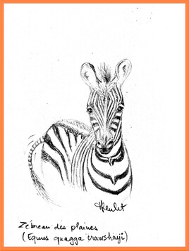 Zèbreau des plaines (Equus quagga crawshayi) / Drawing A young zebra
