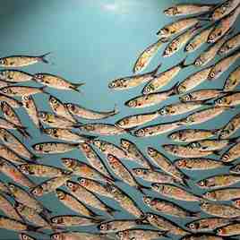 Grand banc de sardines