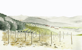 Vignes de la Cadi&egrave;re