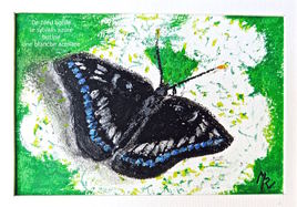 Papillon Le sylvain azuré (Limenitis reducta) / Drawing A southern White admiral