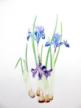 Iris bleus / Painting : little blue irises