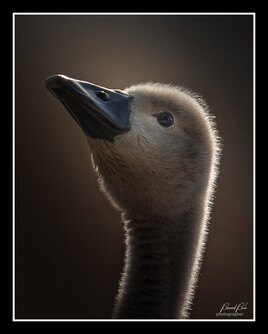 Cygneaux en contre-jours