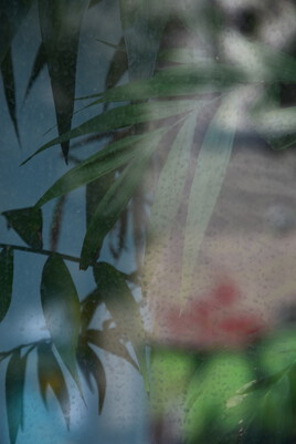 Série Flore en ville